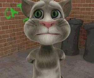 会说话的猫(暂未上线)