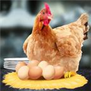 母鸡接鸡蛋安卓版 v1.0